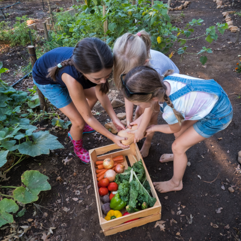 Three girls in a garden, adding vegetables to a basket.
