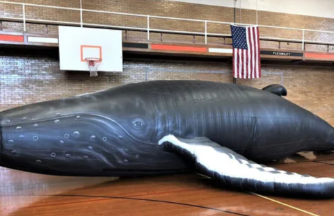 Giant inflatable humpback whale lays in a school gym
