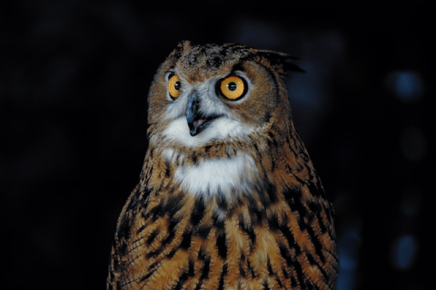 Owl