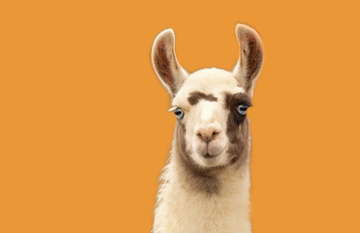 Friendly llama with a touch of attitude is staring straight at the viewer.