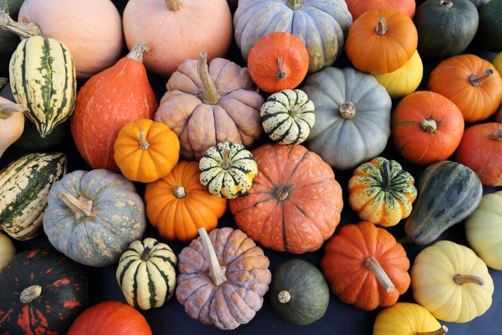 A colorful smorgasbord of gourds