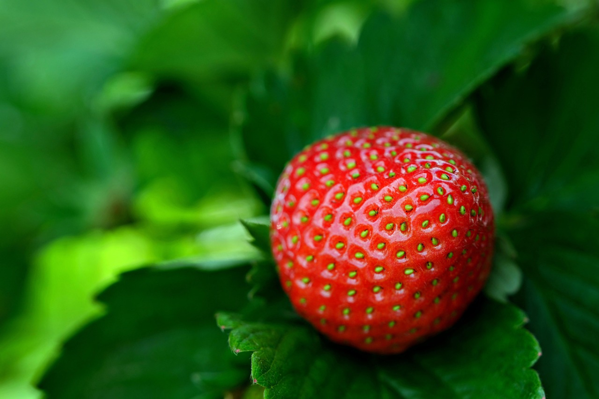 A strawberry growing on vibrant green leaves.
